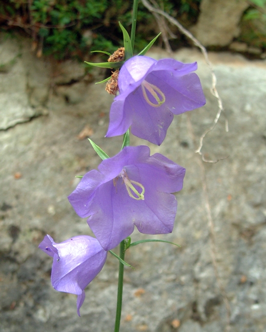 Campanula persicifolia / Campanula con foglie di Pesco